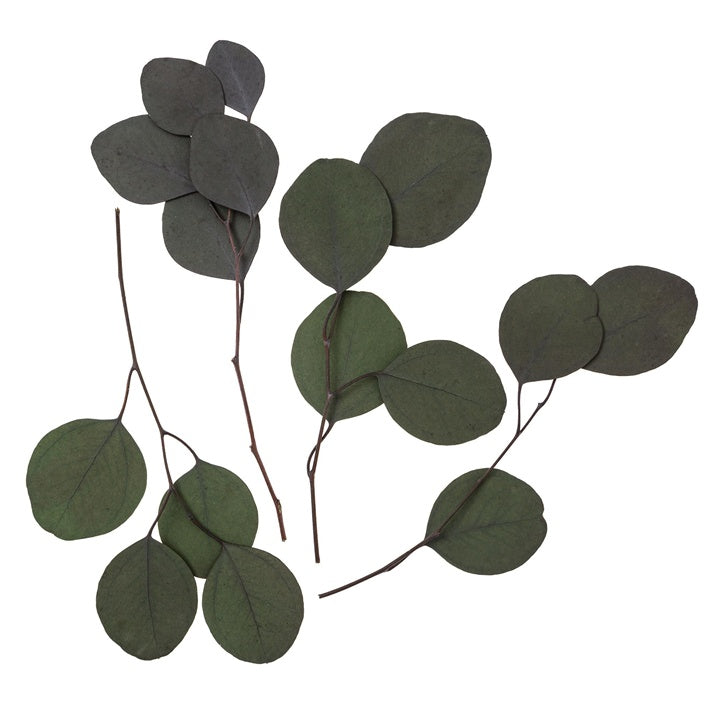 Stabilizovani eukaliptus populus - zeleni / 4 stabljike, 20 cm