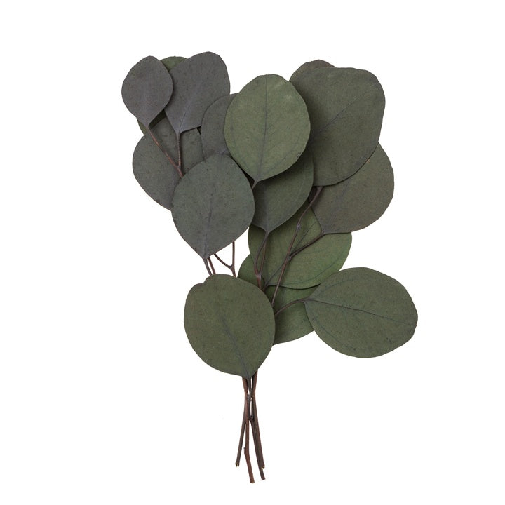 Stabilizovani eukaliptus populus - zeleni / 4 stabljike, 20 cm