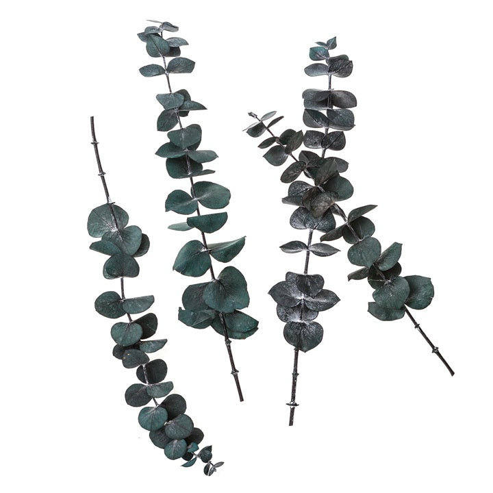 Stabilizovani eukaliptus bebi plavi / 4 stabljike, zeleni, 20 cm