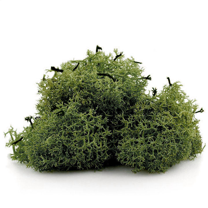 Islandska mahovina 12 g