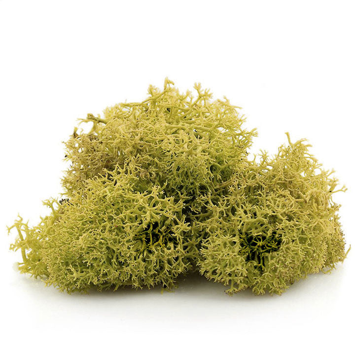 Islandska mahovina 12 g