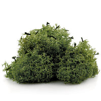 Islandska mahovina 12 g