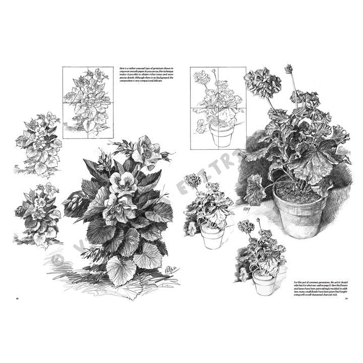 Leonardo Collection 21 Flovers Draving Book