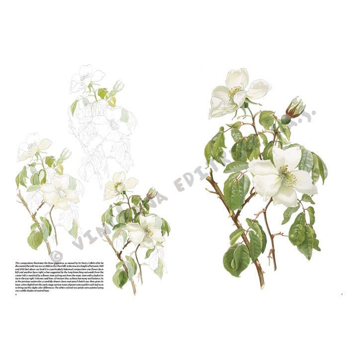 Leonardo Collection 42 Roses