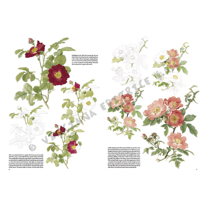 Leonardo Collection 42 Roses