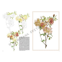 Leonardo Collection 42 Roses